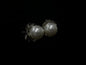 Ruffled Pearl Studs